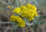 род Achillea. Соцветия. Крым, пгт Черноморское, парк 'Приморский'. 18.05.2013.