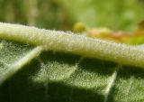 Verbascum lychnitis. Часть жилки на нижней части листа. Краснодарский край, Кущёвский р-н, станица Шкуринская, пустырь. 23.06.2009.