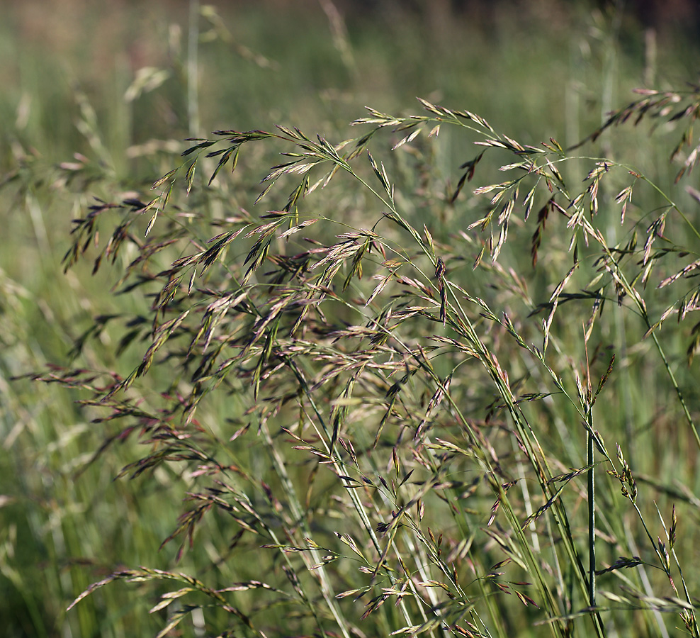 Изображение особи Festuca pratensis.