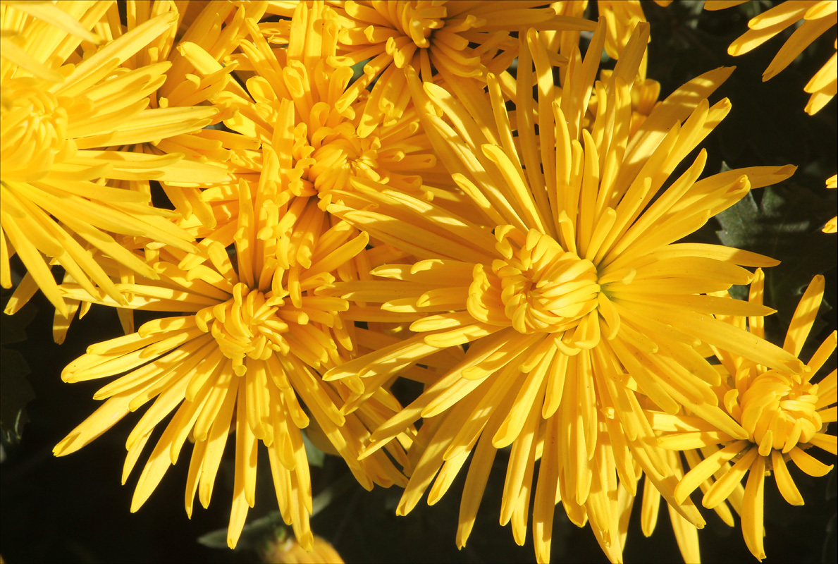 Изображение особи Chrysanthemum morifolium.