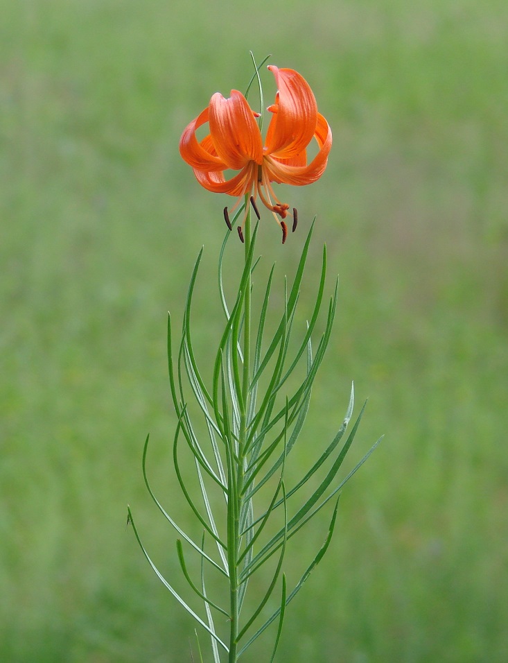 Изображение особи Lilium pumilum.