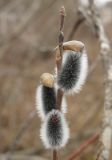 Salix siuzewii