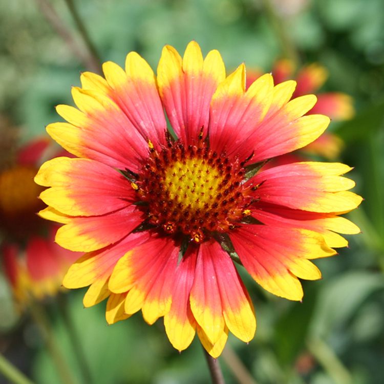 Изображение особи Gaillardia aristata.