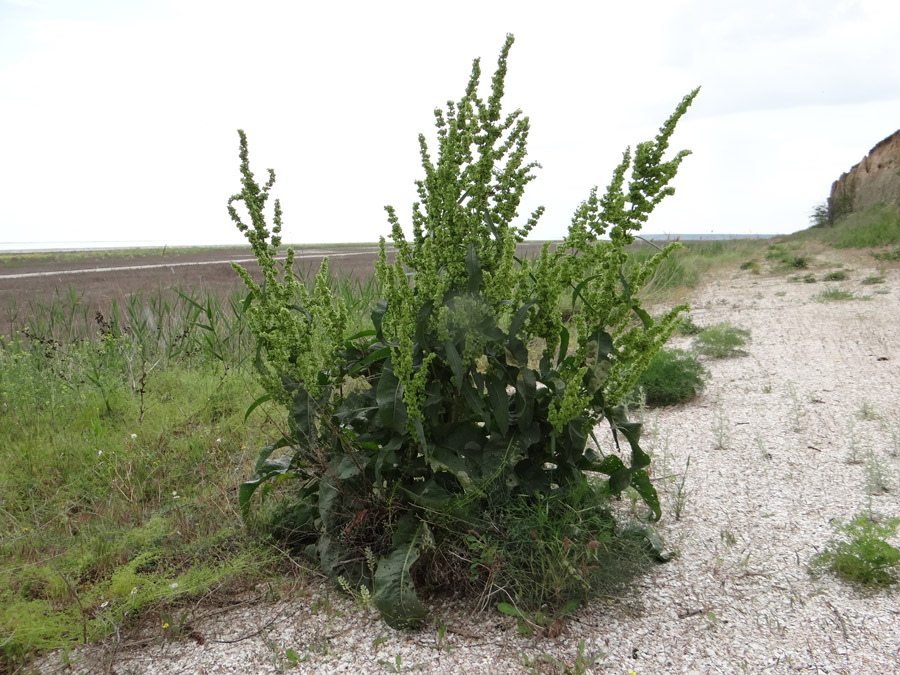 Image of Rumex patientia ssp. orientalis specimen.