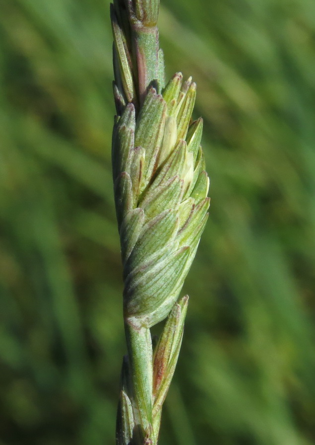 Image of Elytrigia intermedia specimen.