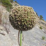 Allium atroviolaceum