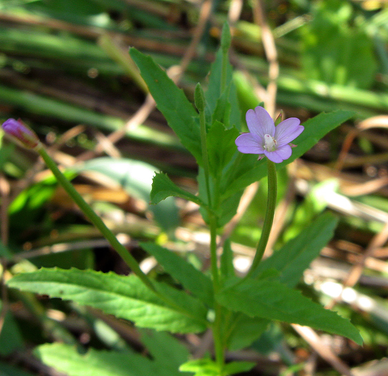 Изображение особи Epilobium tetragonum.