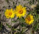 Inula britannica