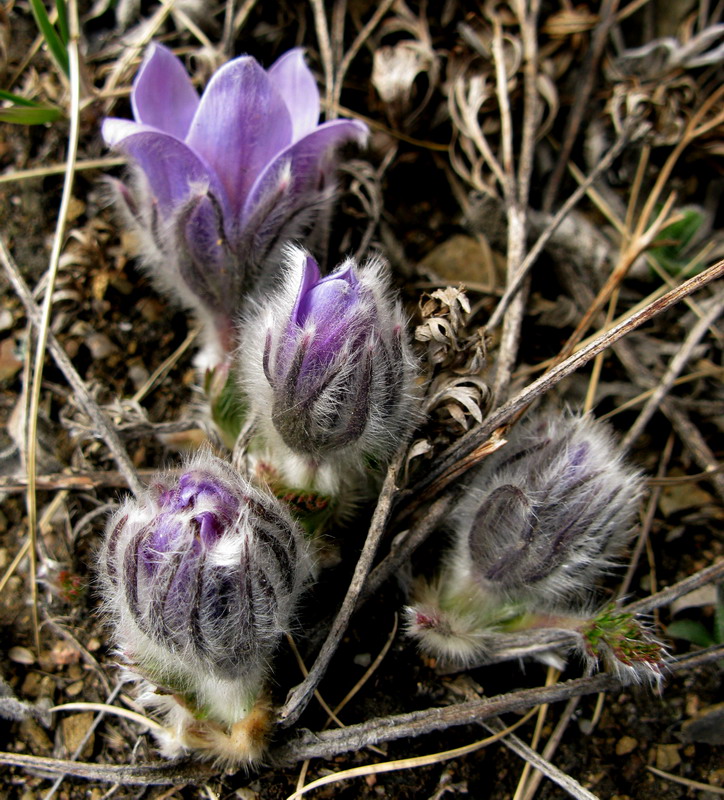 Изображение особи Pulsatilla turczaninovii.