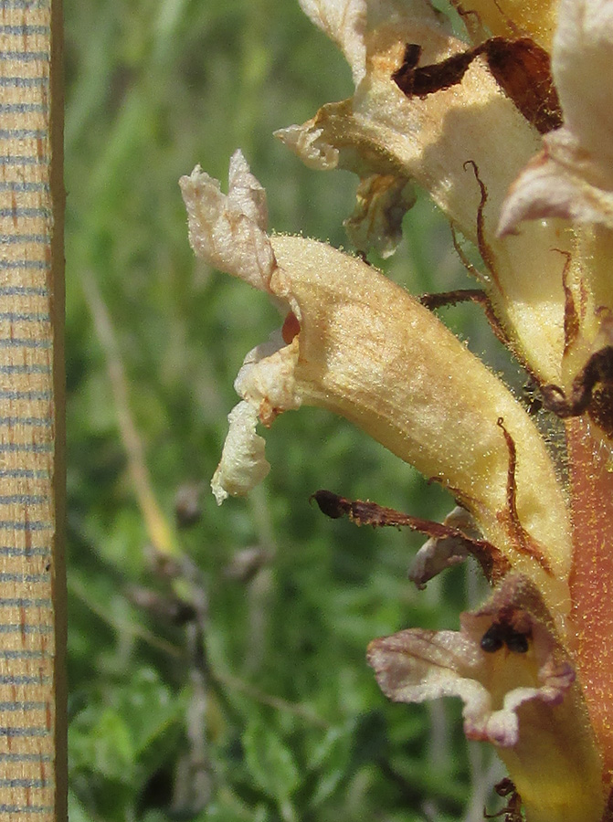 Изображение особи Orobanche lutea.