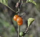 Solanum alatum