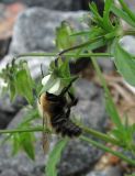 Viola arvensis. Верхушка веточки с цветком и кормящимся шмелем. Архангельская обл., Приморский р-н, окр. дер. Солза, близ ж. д. 17.08.2013.