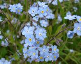 Myosotis sylvatica. Верхушки побегов с соцветиями. Ленинградская обл., г. Волхов, Октябрьская наб., в канаве вдоль ж. д. 25.05.2010.