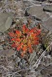 Erodium cicutarium