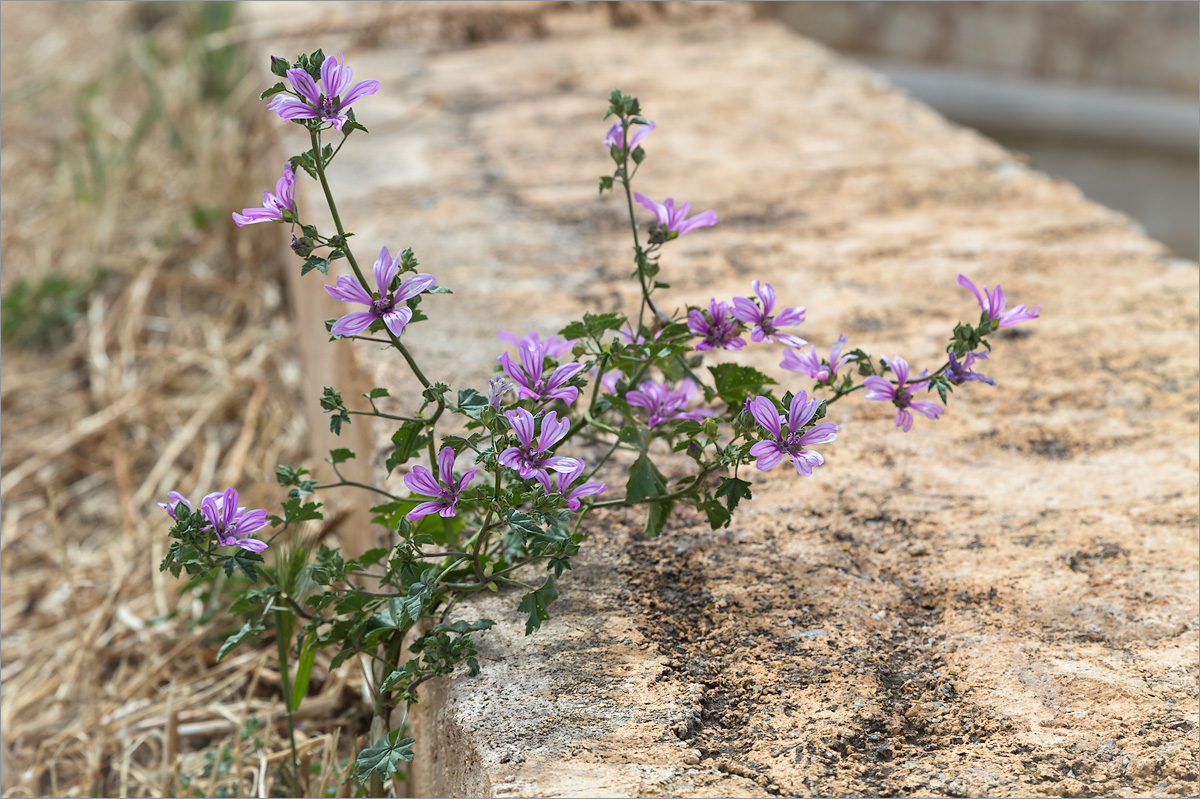 Изображение особи Malva sylvestris.