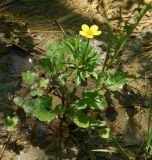 Ranunculus trachycarpus