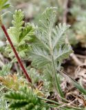 Potentilla pensylvanica