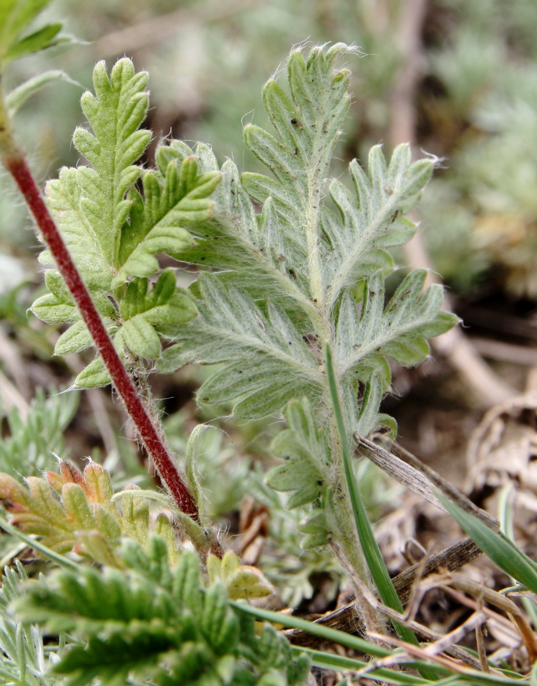 Изображение особи Potentilla pensylvanica.