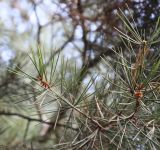 Pinus bungeana. Ветвь. Хвоинки сидят в пучках по 3. Крым, Никитский ботанический сад, в культуре. 04.10.2016.