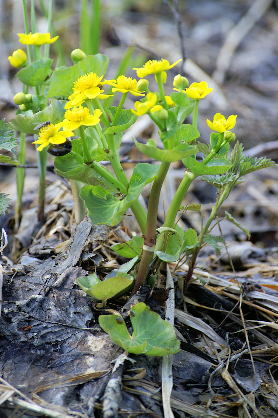 Изображение особи Caltha palustris.