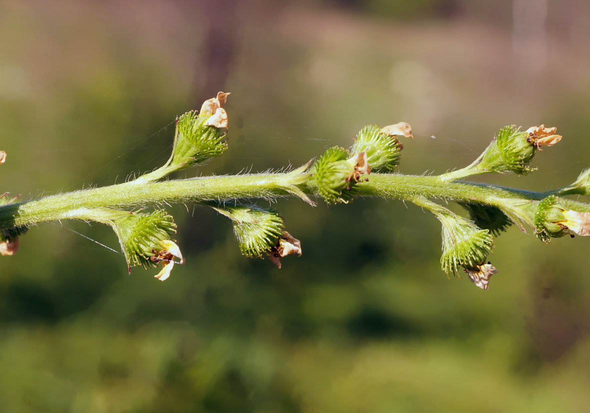 Изображение особи Agrimonia pilosa.