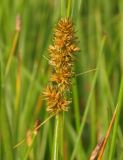 род Carex