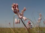 Allium paniculatum