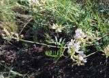 Astragalus brachybotrys