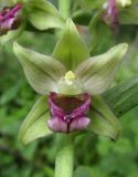 Epipactis helleborine. Цветок. Краснодарский край, м/о город-курорт Геленджик, окр. хут. Джанхот, гора Святая Нина, горельник в сосновом лесу. 10 июня 2017 г.