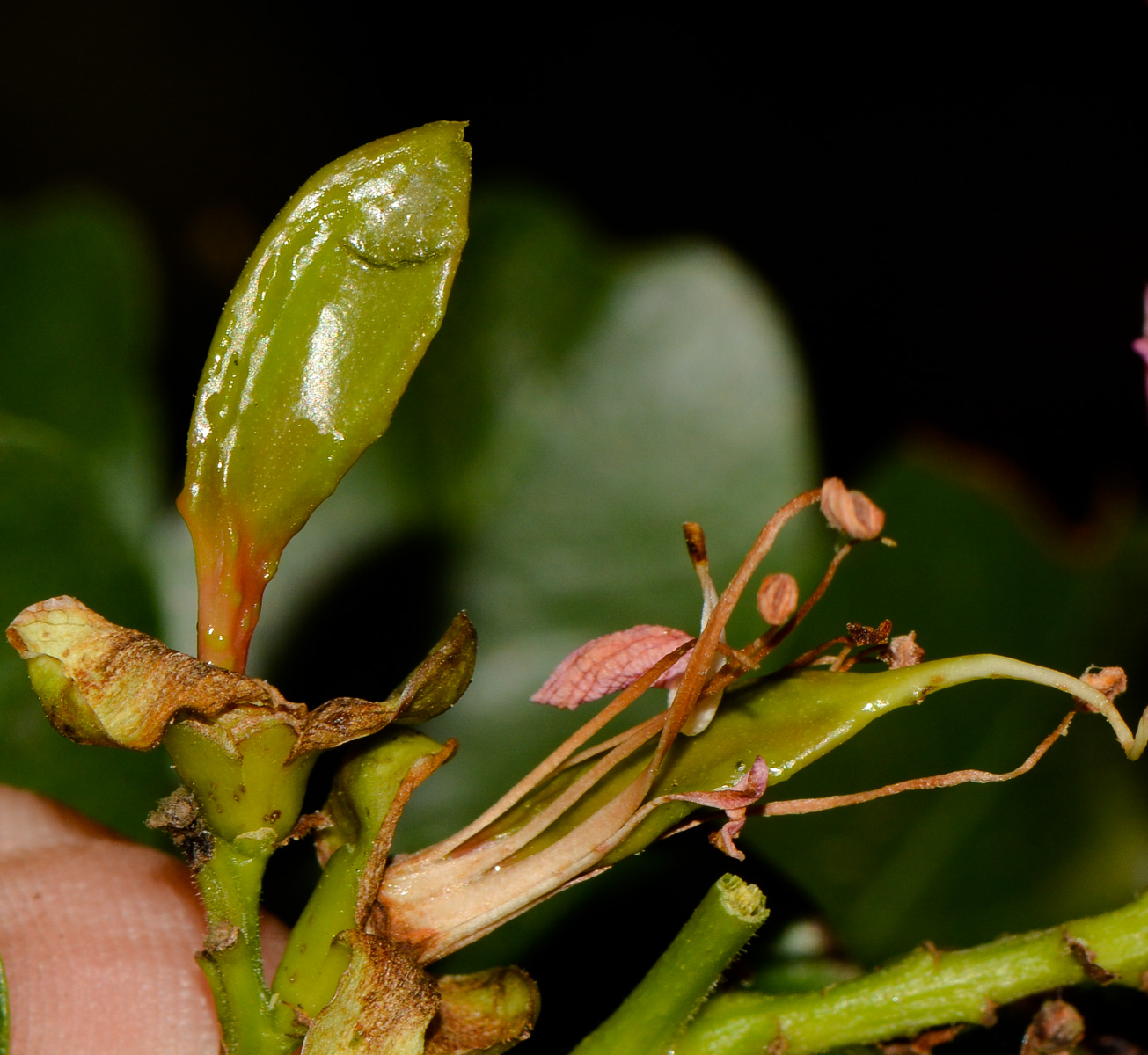 Изображение особи Schotia latifolia.