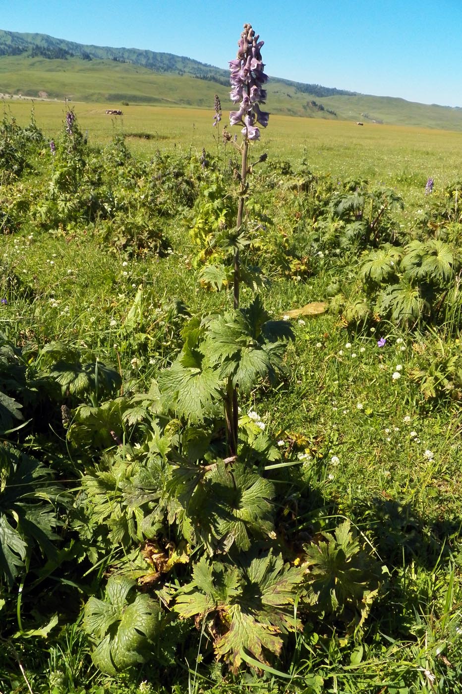 Изображение особи Aconitum leucostomum.