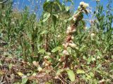 Cuscuta approximata. Цветущее растение, паразитирующее на Origanum tyttanthum. Южный Казахстан, Таласский Алатау, запов. Аксу-Жабаглы, ущ. Кши-Каинды, выс. 1750 м н.у.м., лугово-степной склон сев. экспозиции. 15 июля 2017 г.