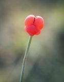 Ephedra distachya