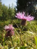 Centaurea pseudophrygia