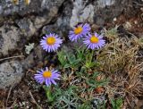 Aster serpentimontanus. Цветущие растения. Монголия, аймак Уверхангай, восточные отроги хребта Хангай, верховья р. Улаан-Гол, ≈ 2000 м н.у.м., каменистый склон. 03.06.2017.