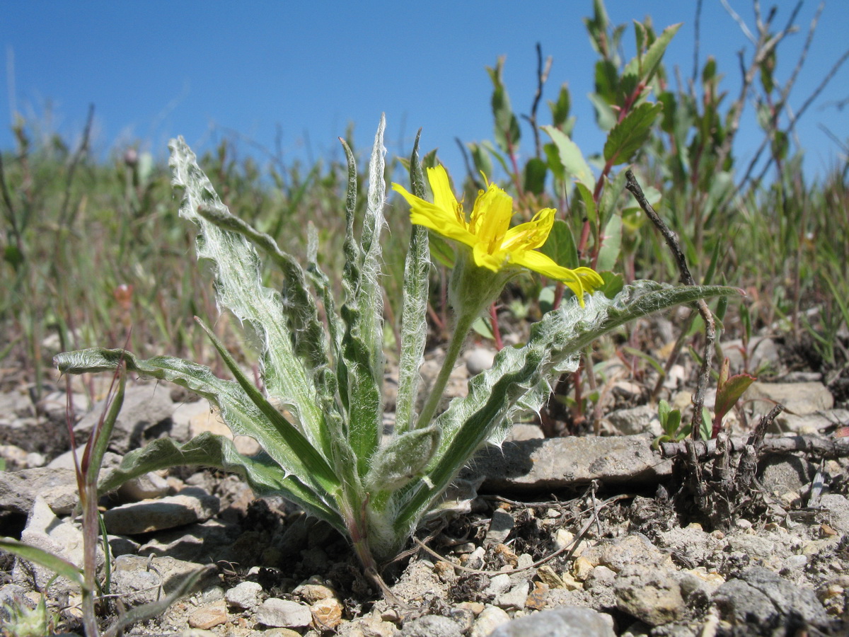 Изображение особи Scorzonera circumflexa.