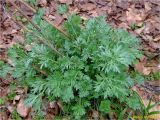 Artemisia absinthium