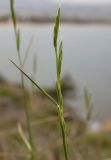 Brachypodium retusum