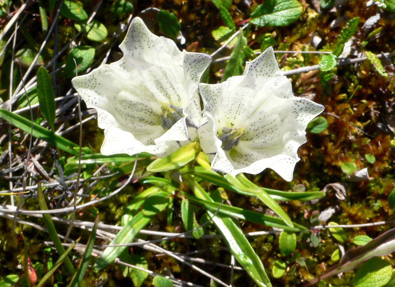 Изображение особи Gentiana algida.