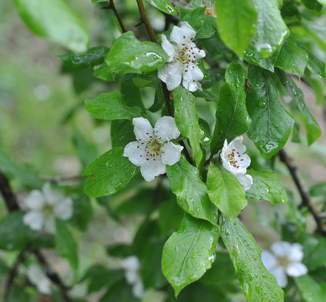 Изображение особи Mespilus germanica.