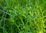 Ranunculus sceleratus. Верхушка цветущего растения. Московская обл., Раменский р-н, пос. Ильинский, на сырой улице. 18.06.2017.