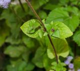 Ageratum houstonianum. Средняя часть веточки с пазушными побегами с развивающимися соцветиями. Пермь, Свердловский р-н, в озеленении. 21 августа 2018 г.