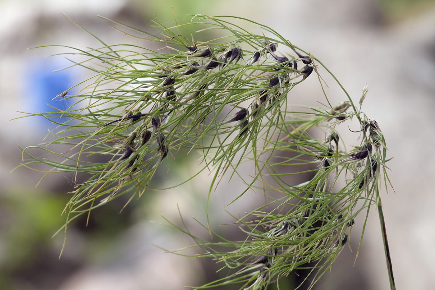 Изображение особи Poa bulbosa ssp. vivipara.