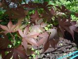 Acer palmatum