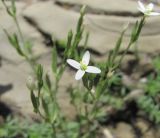 Centaurium meyeri. Аномальный цветок с четырьмя лепестками. Дагестан, Унцукульский р-н, долина Ирганайского вдхр., ок. 800 м н.у.м., у ручья. 03.06.2019.