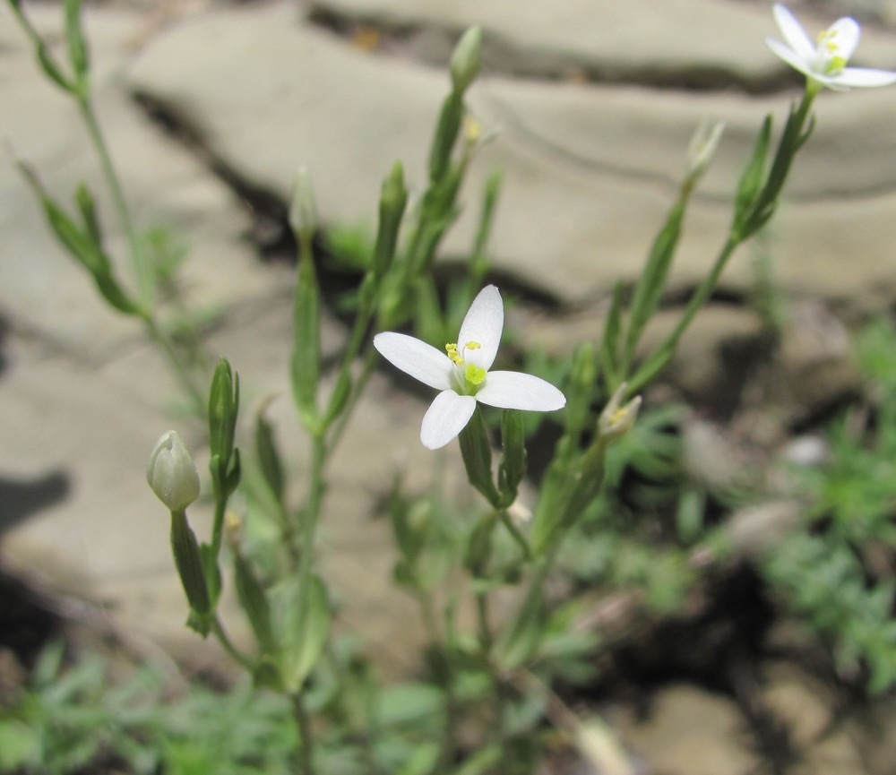 Изображение особи Centaurium meyeri.