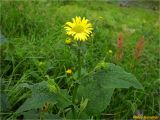 Doronicum austriacum. Цветущее растение. Украина, Ивано-Франковская обл., Украинские Карпаты, хребет Черногора, южный склон горы Пожежевская, 1800 м н.у.м., субальпийский луг. 27.06.2019.