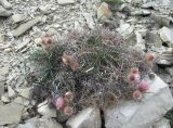 Lamyra echinocephala. Отцветшее растение с отмирающими побегами. Краснодарский край, окр. г. Новороссийск, хр. Маркотх, пер. Андреевский, каменистый склон. 07.08.2019.