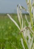 Cirsium setosum. Побеги с обесцвеченными листьями. Пермский край, Кунгурский р-н, левый берег р. Шаква в р-не моста на Рыжково, разнотравный луг. 27 июля 2019 г.