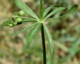 Galium tricornutum. Узел с мутовкой листьев и соплодием. Узбекистан, г. Ташкент, пос. Улугбек, санитарно-защитная зона. 26.05.2019.